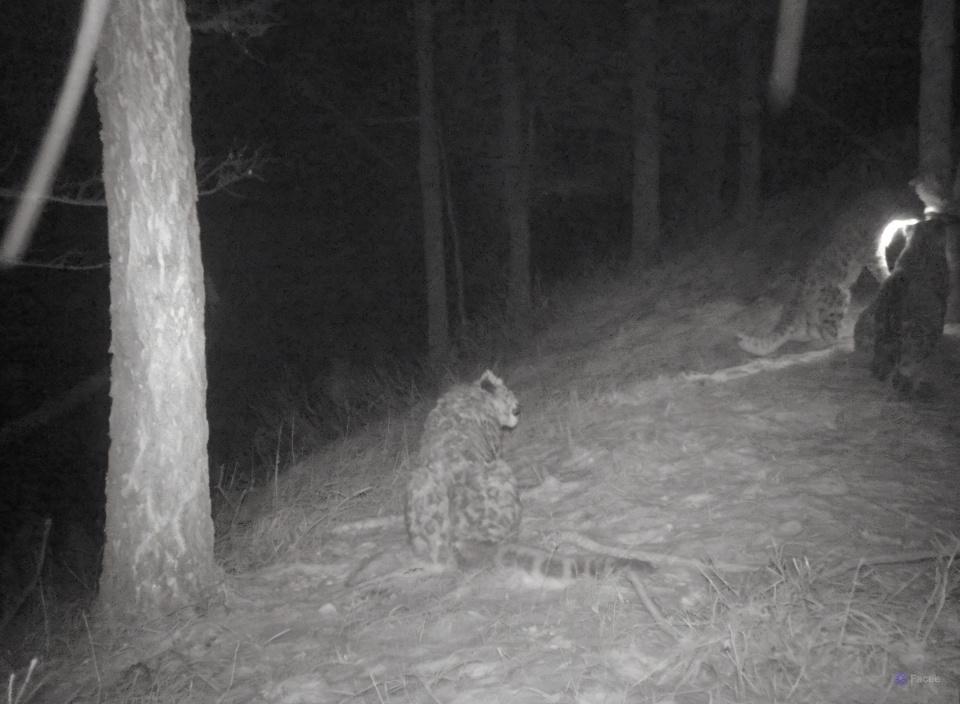 Снежные барсы