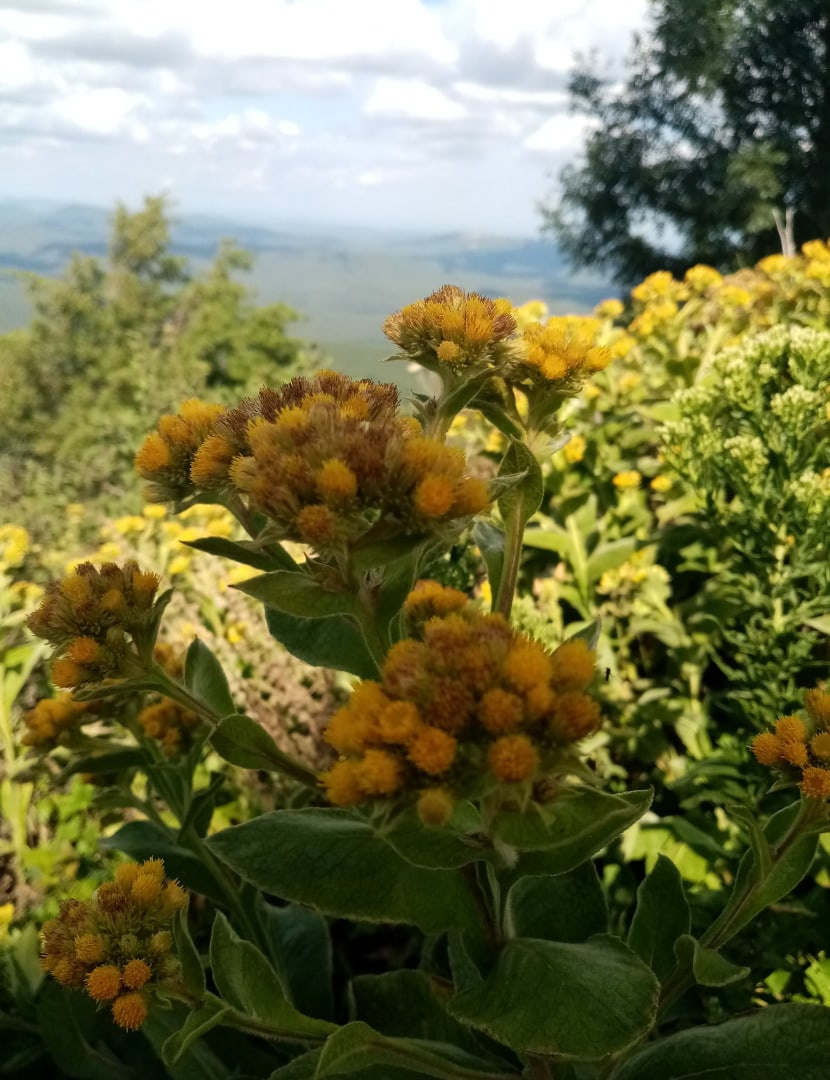 Автор фото Ровкина Ольга, руководитель Молодежного клуба Русского географического общества на базе Северского отделения Краснодарского регионального отделения
