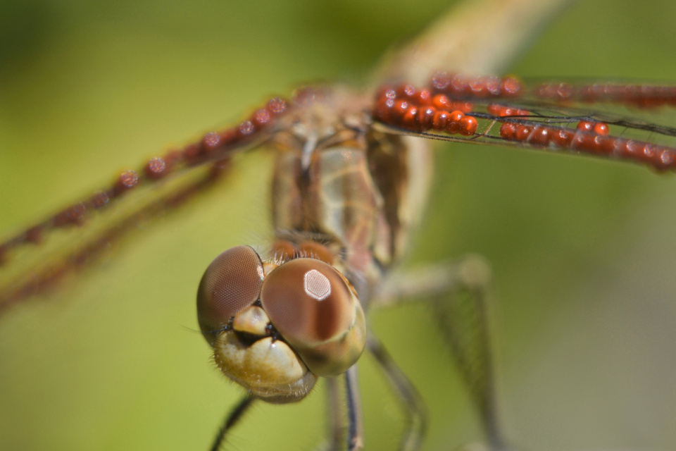 Хищные бусины