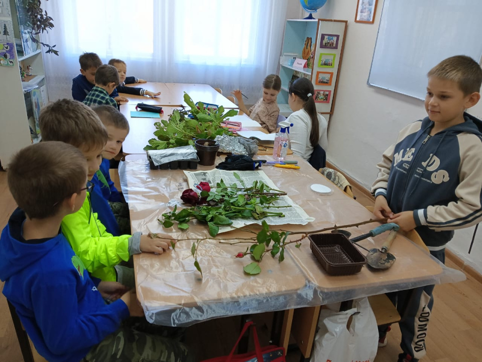 Черенкование роз