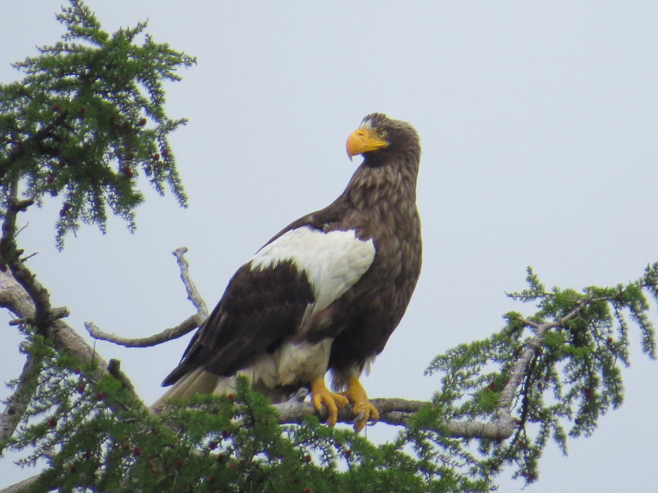 Белоплечий орлан