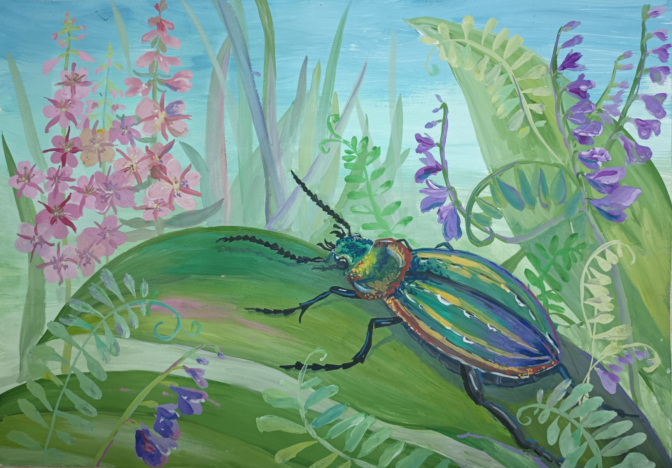 Жужелица блестящая