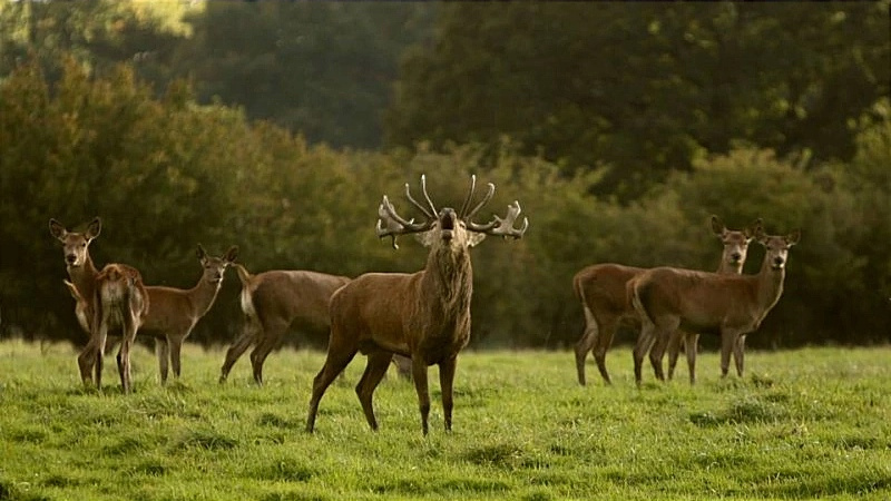 Обитатели маральника