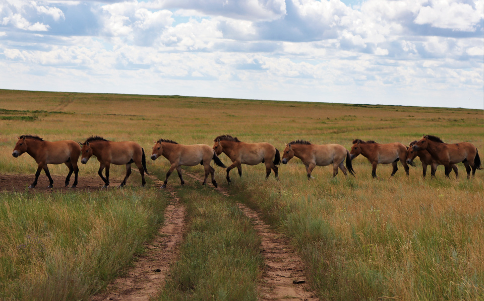 Анна Никольская 