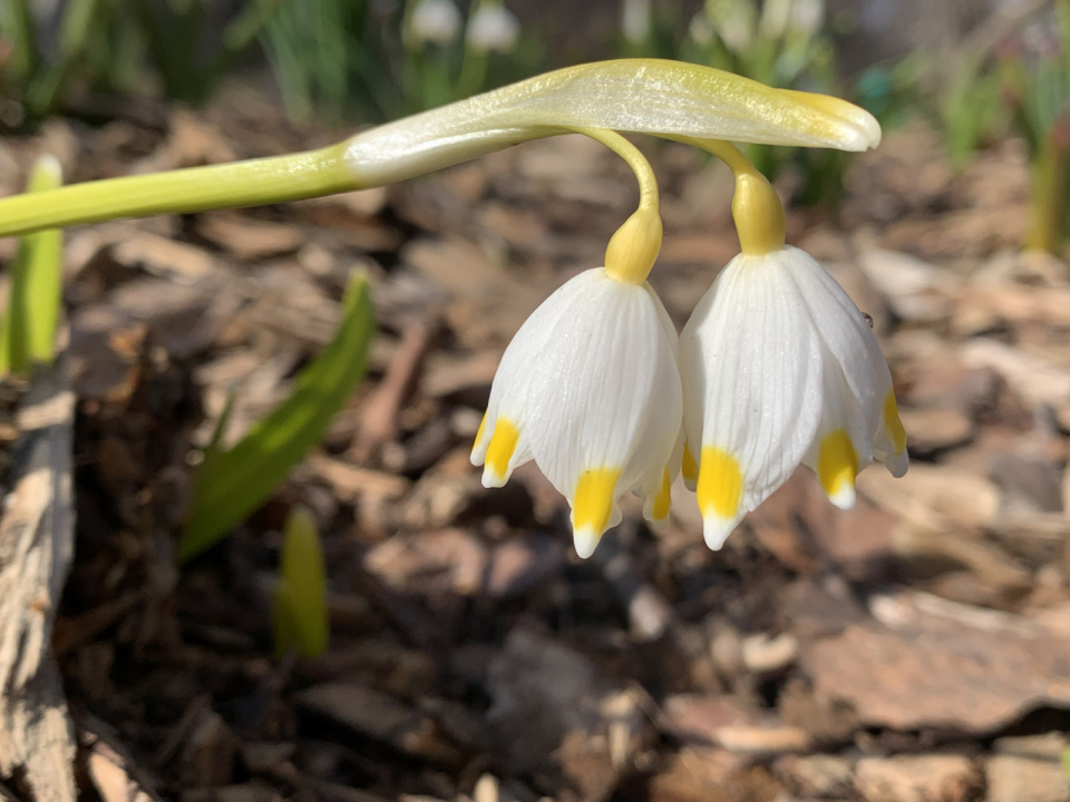 Дарья Мушкарина