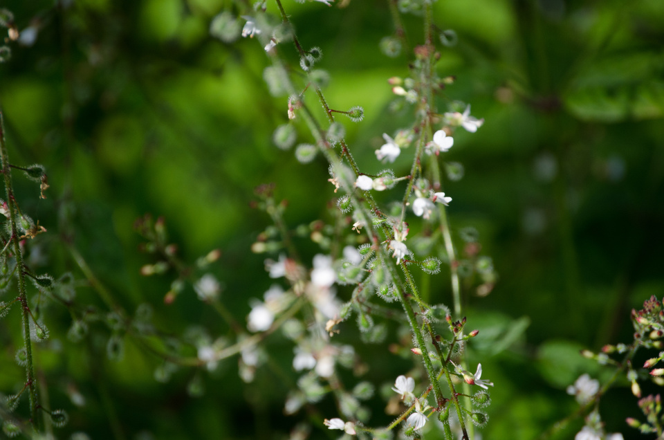 Дарья Королева
