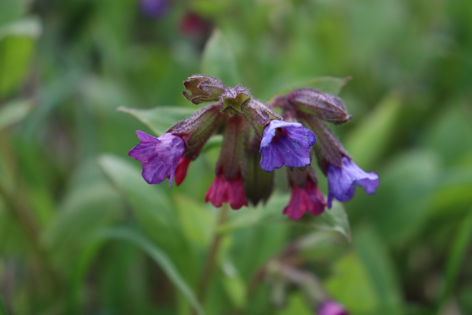 Медуница неясная