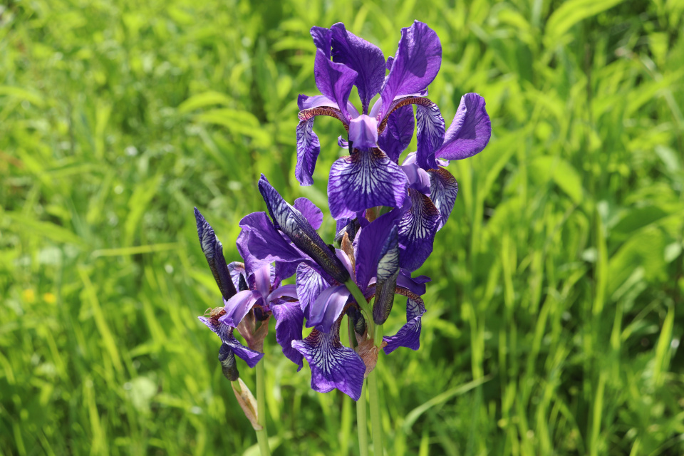 Касатик сибирский