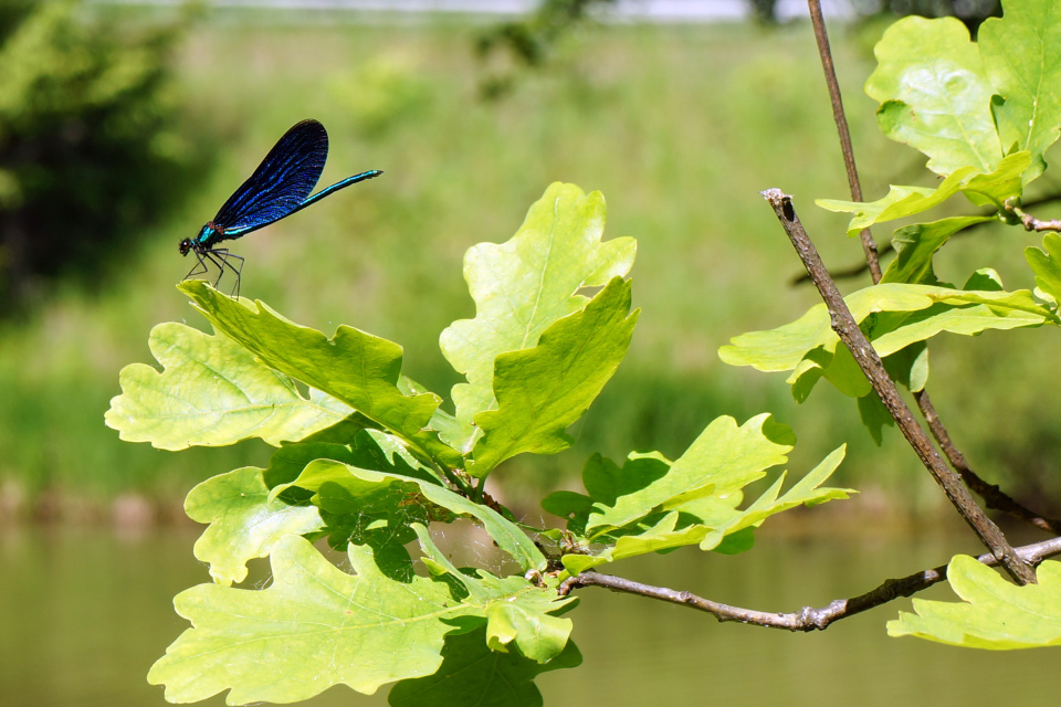 Ольга Каменецкая