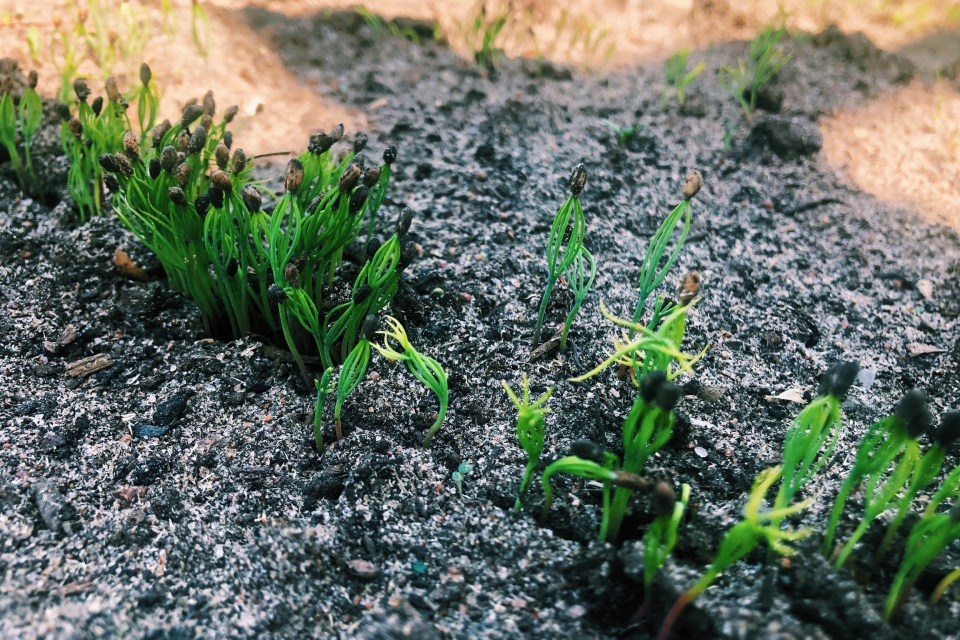 Элина Коява