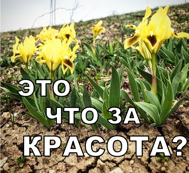 Это что за красота?