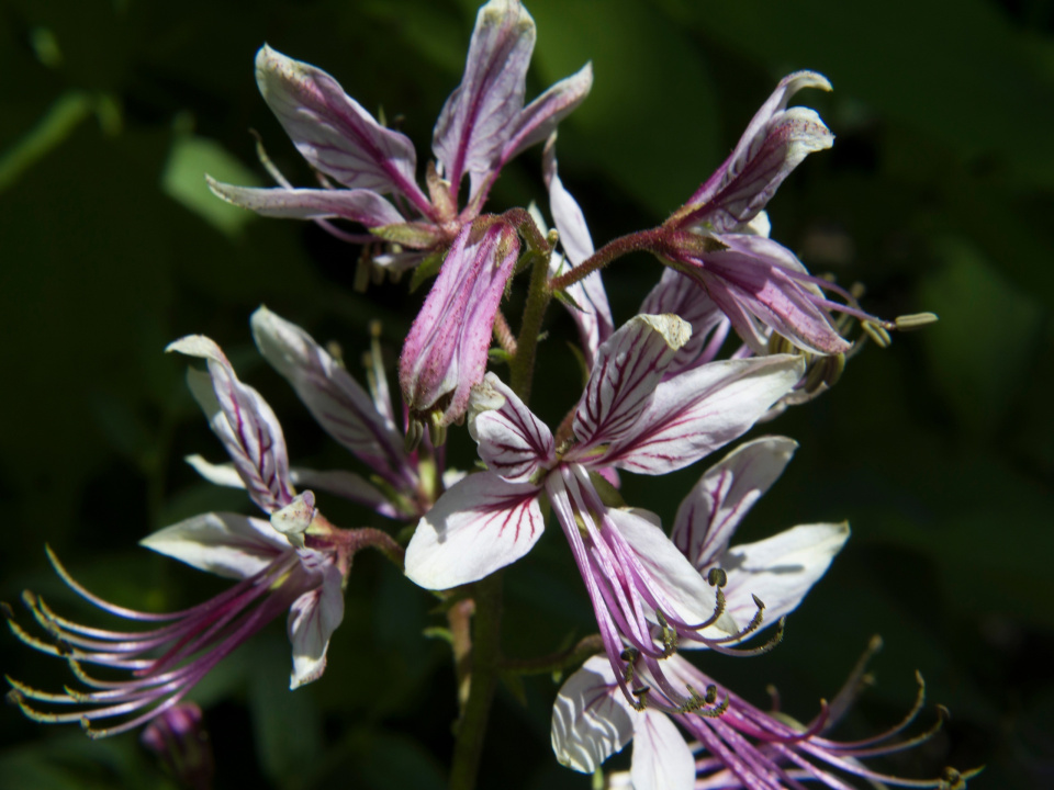 Ясенец Кавказский