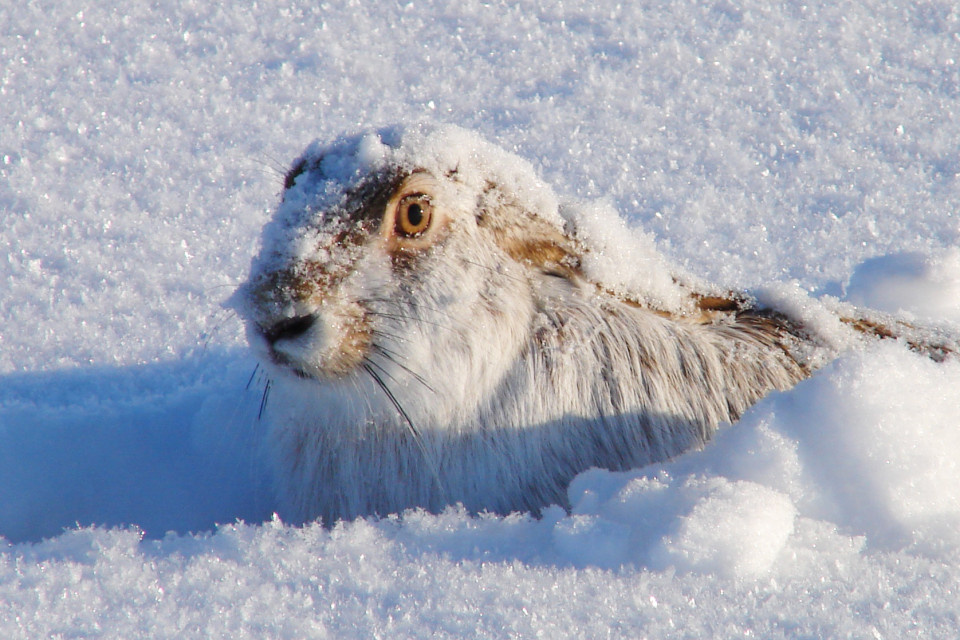 Дмитрий Меркулов