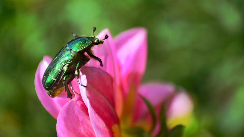 Ольга Акимова 