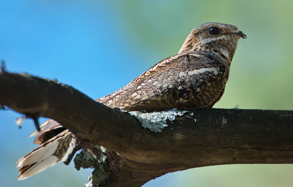 Михайлюк Дмитрий, участник фотоконкурса РГО "Самая красивая страна" Михайлюк Дмитрий, участник фотоконкурса РГО "Самая красивая страна"