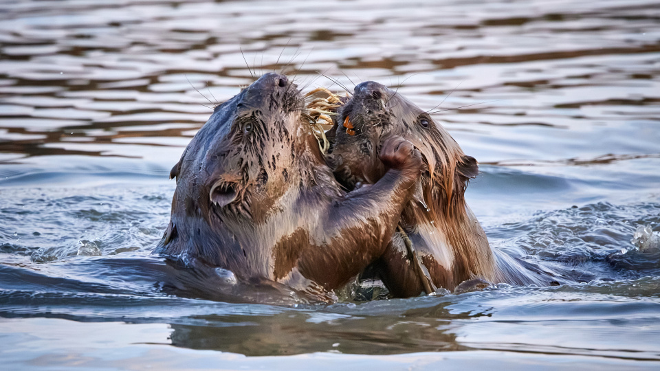 Николай Наумов, участник фотоконкурса РГО "Самая красивая страна"