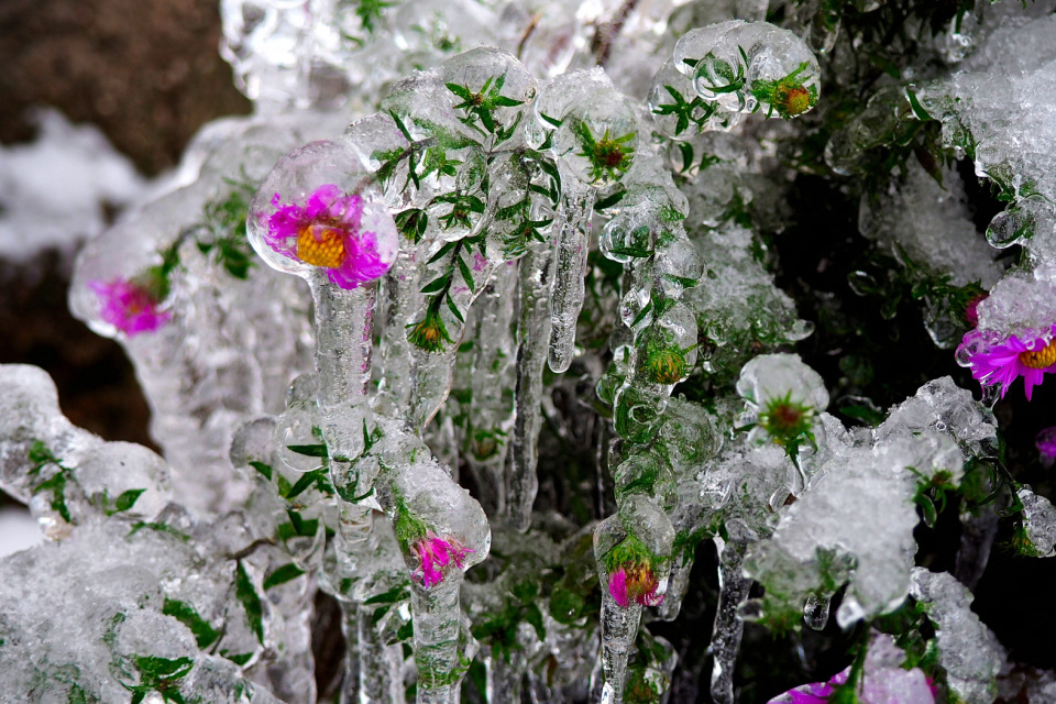 Хрустальные цветы
