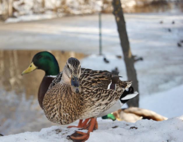 Лариса Белашова, участник фотоконкурса РГО "Самая красивая страна"