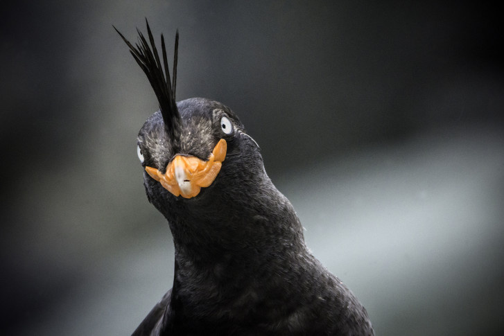 Антон Гутманн, участник фотоконкурса РГО "Самая красивая страна"