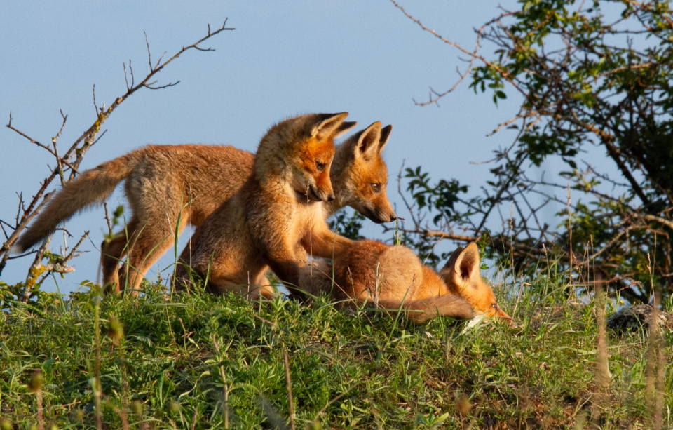 Валентин Низов