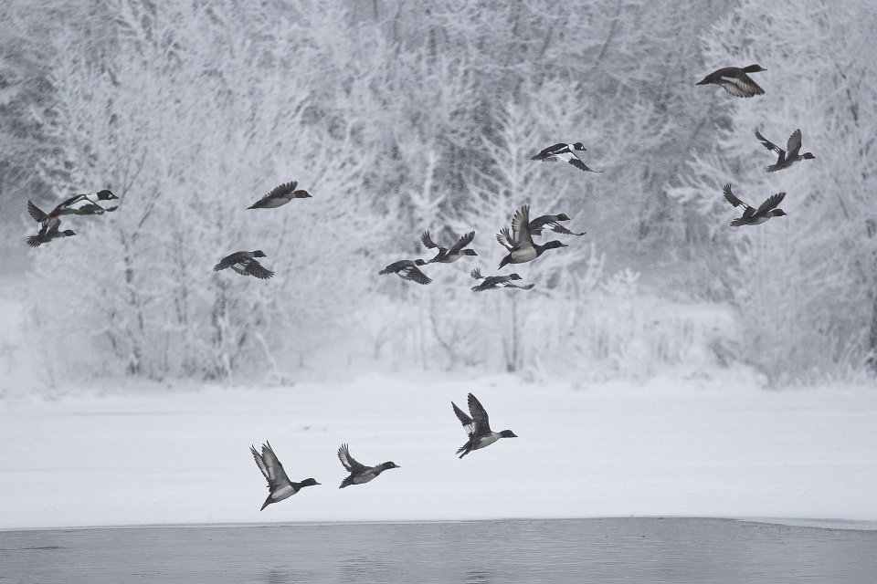 Гоголь и хохлатая чернеть