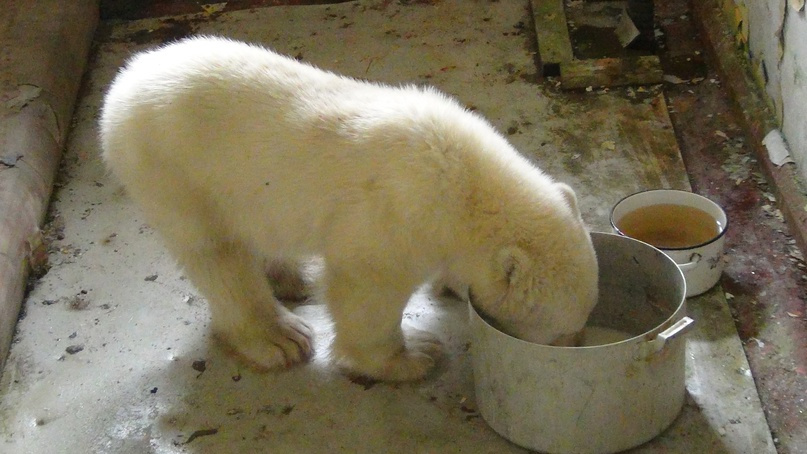 Спасённый медвежонок