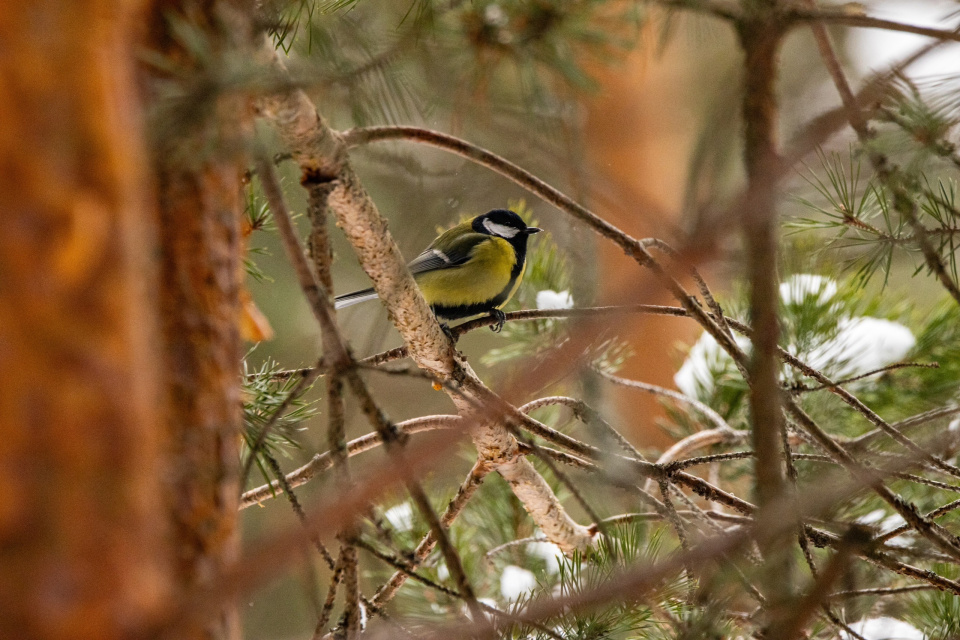 Большая синица в лесном парке