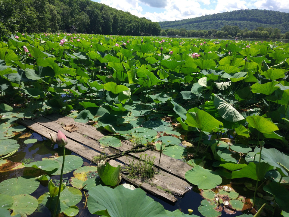 Молодёжный клуб РГО
