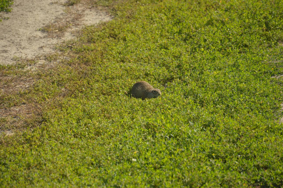 Елена Голощапова