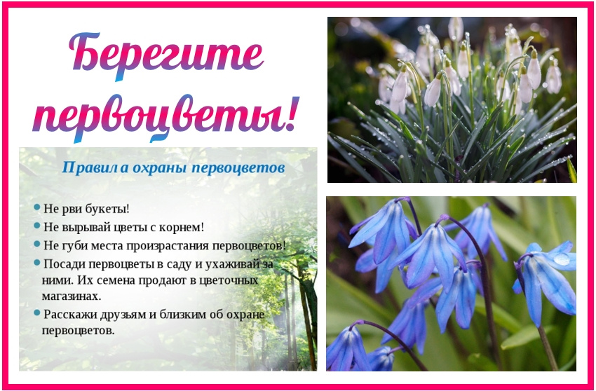 Листовка акции "Первоцвет"