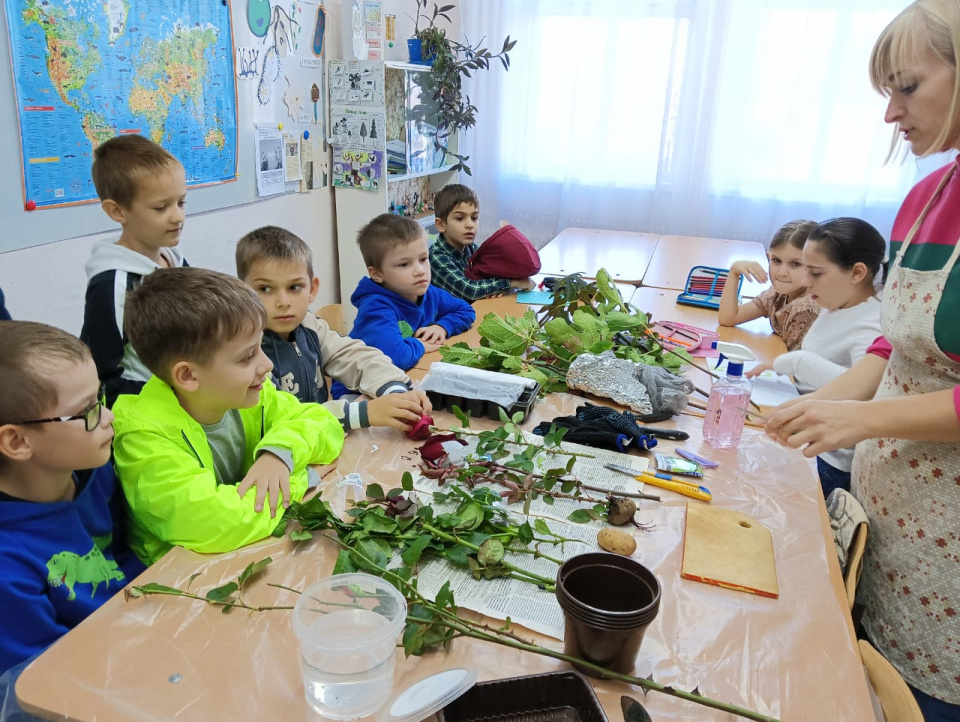 Черенкование роз