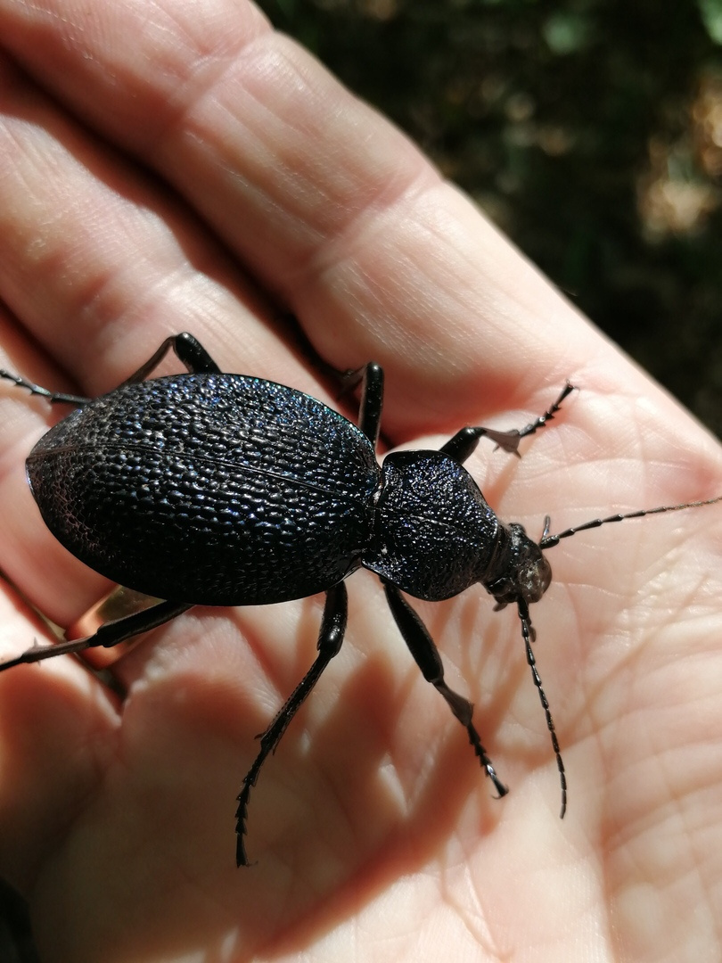 Жук-усач
