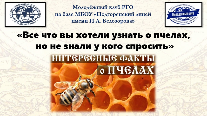Всё что вы хотели узнать о пчёлах, но не знали у кого спросить