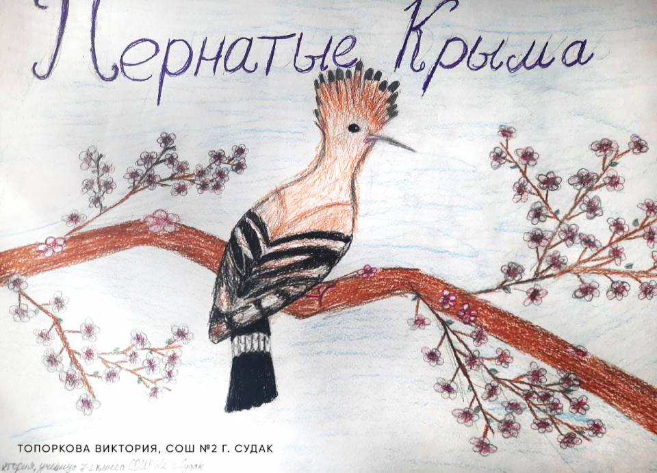 Конкурс «Пернатые Крыма»