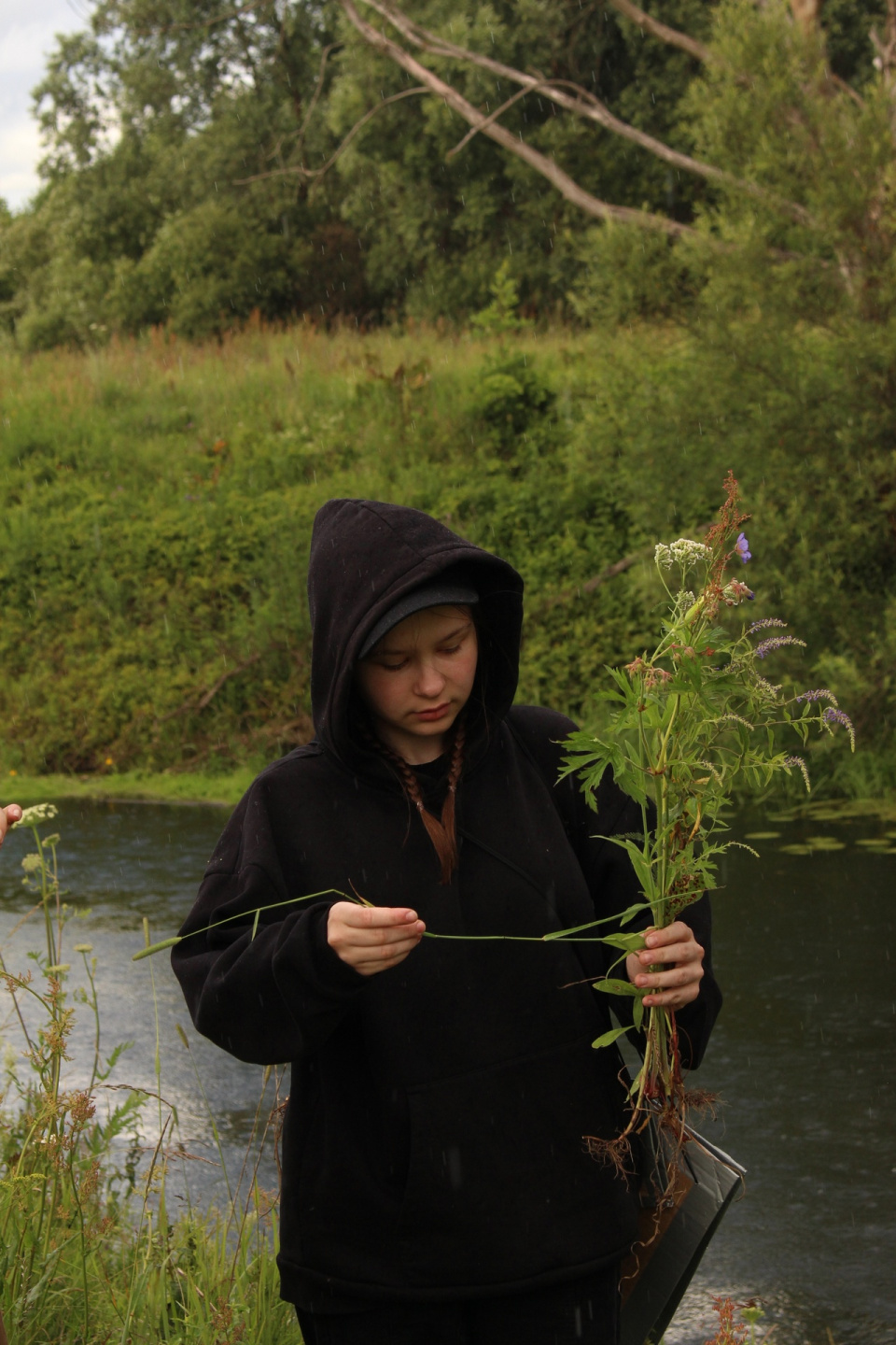 Сбор гербария