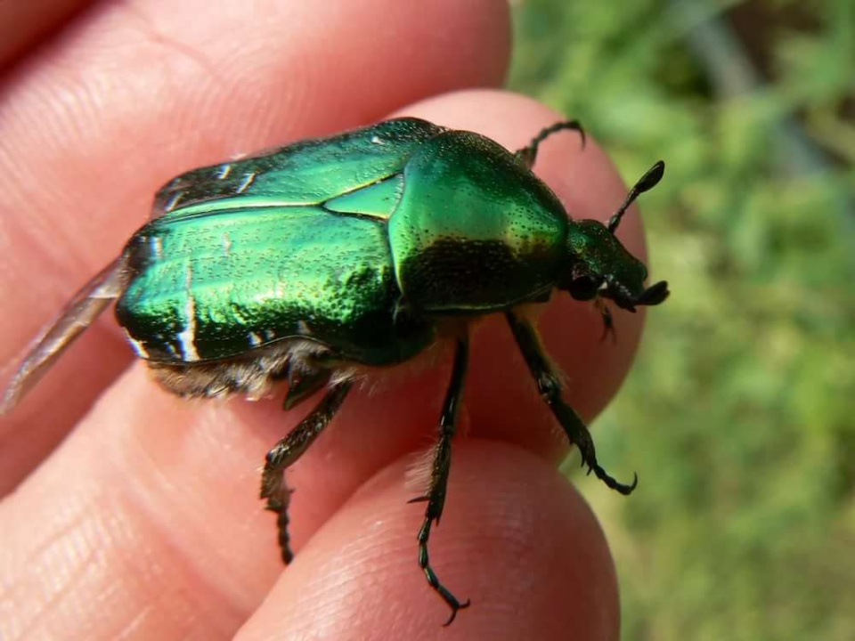 Жук-листоед