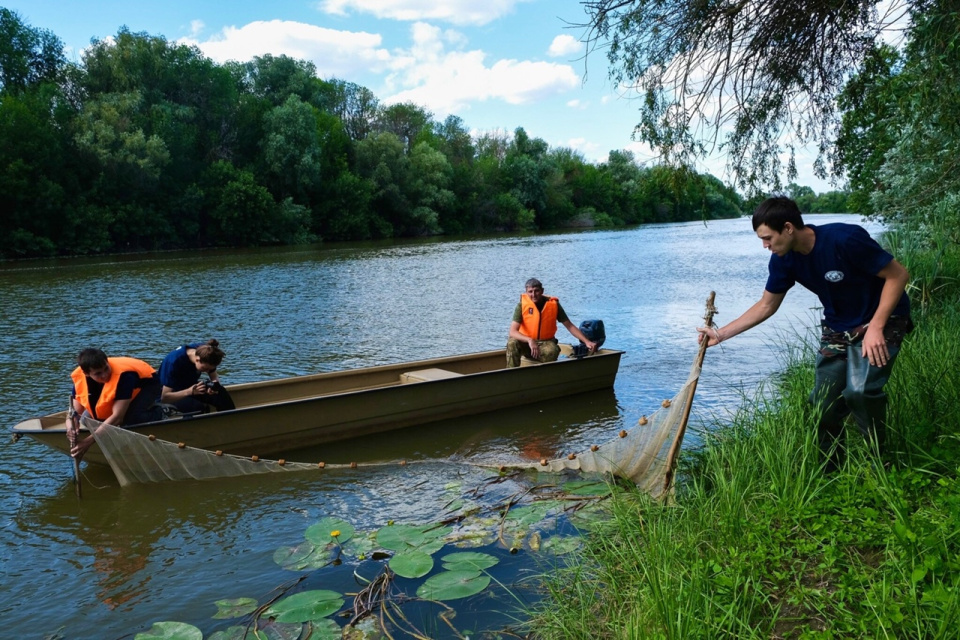 Сбор организмов для определения видов ихтиофауны