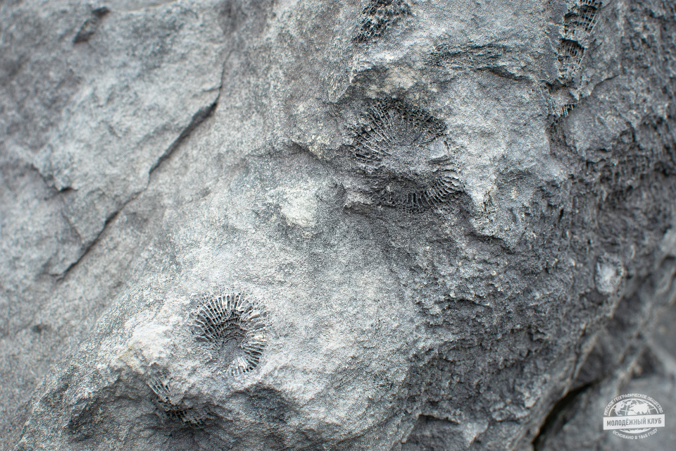 Догадаетесь, чьи отпечатки?