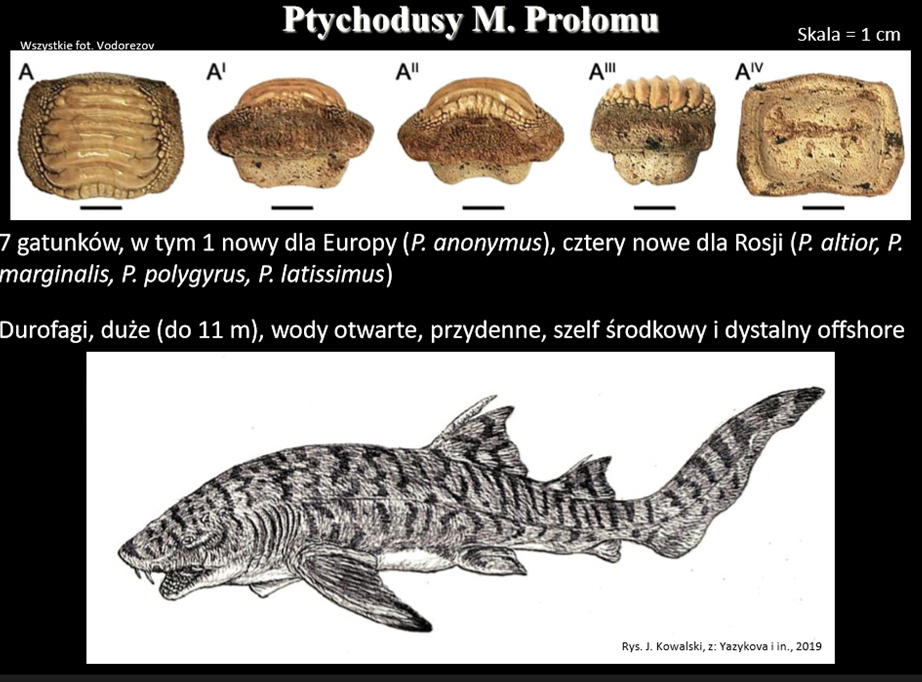 Иллюстративная информация из докладов (Польша)