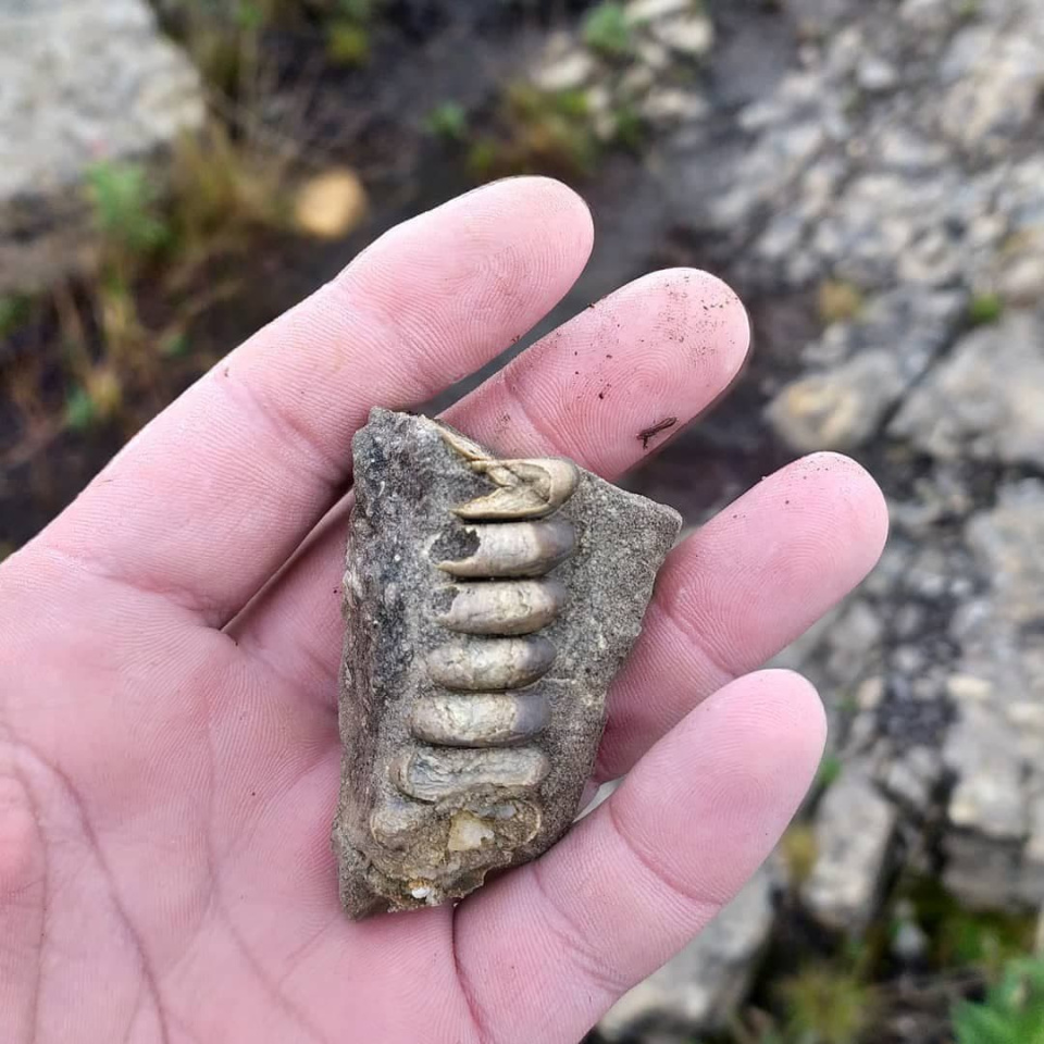 Дмитрий Болдырев