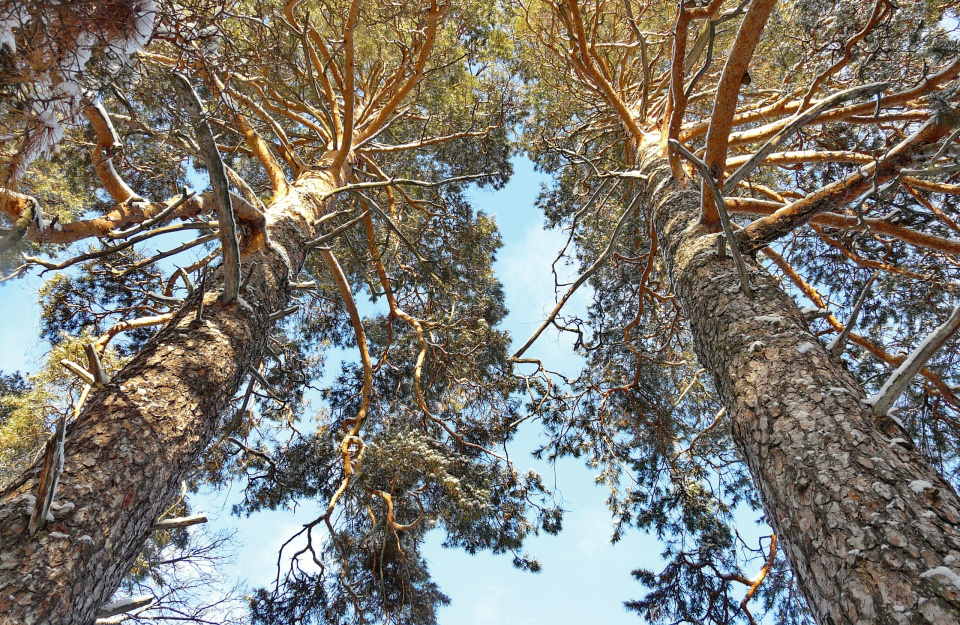 Александр Чибилёв