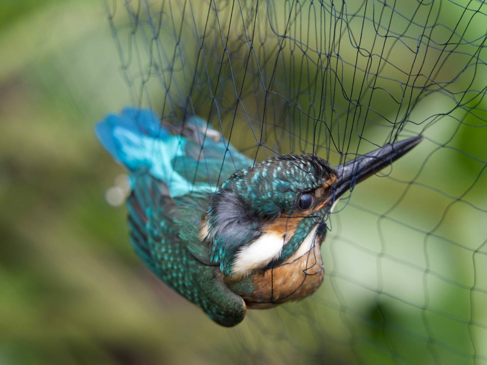 Анастасия Беляева