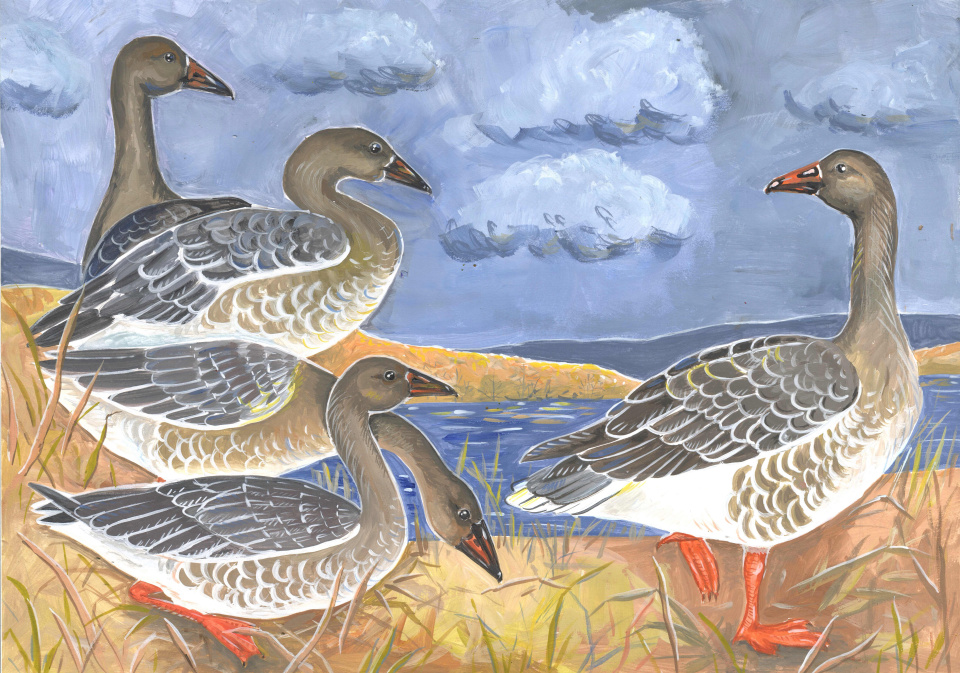 Западный таежный гуменник 