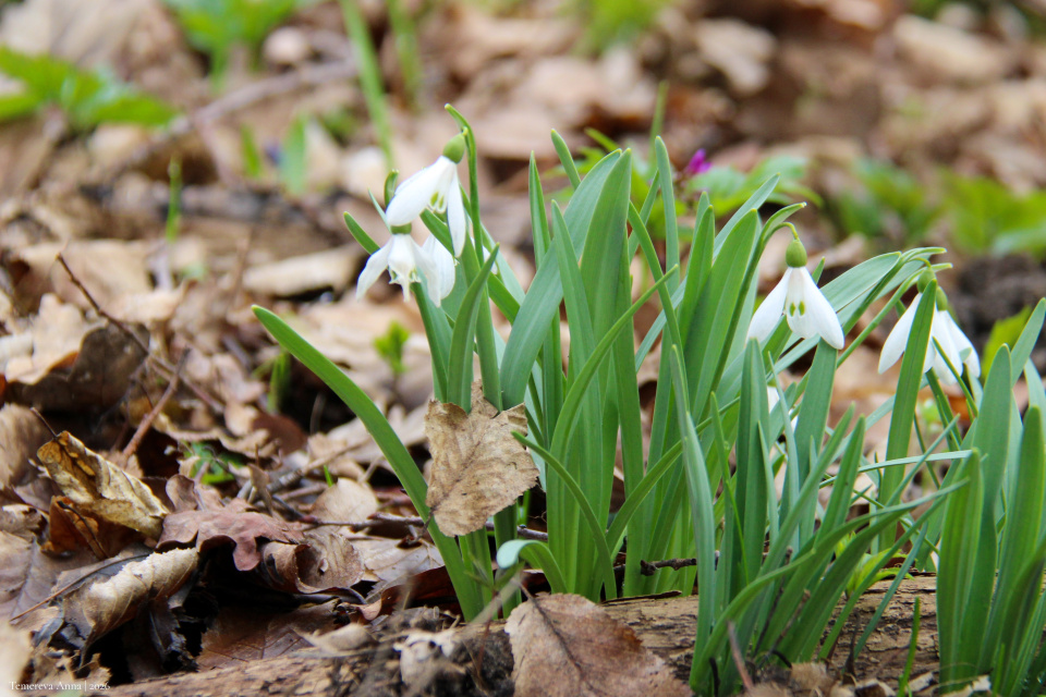 Анна Темерева Анна Темерева