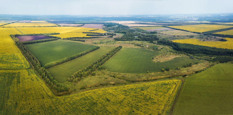 Поля Тамбовщины