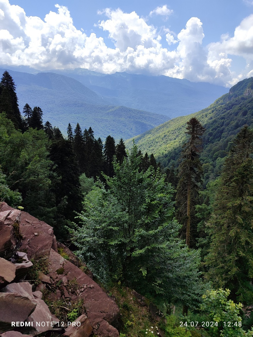 Заповедный лес