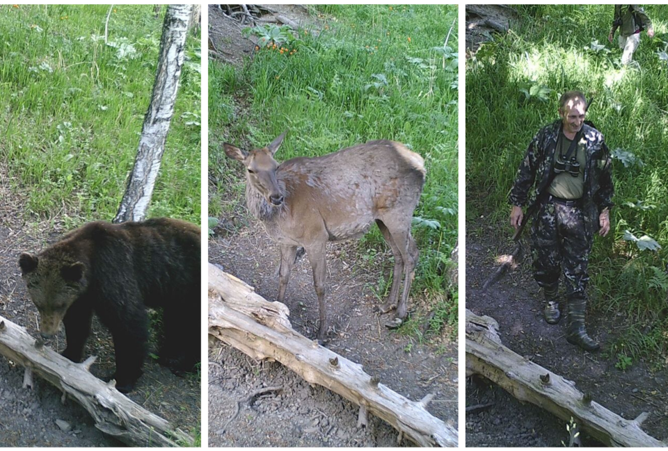 Подборка фотографий с фотоловушки с солонцов