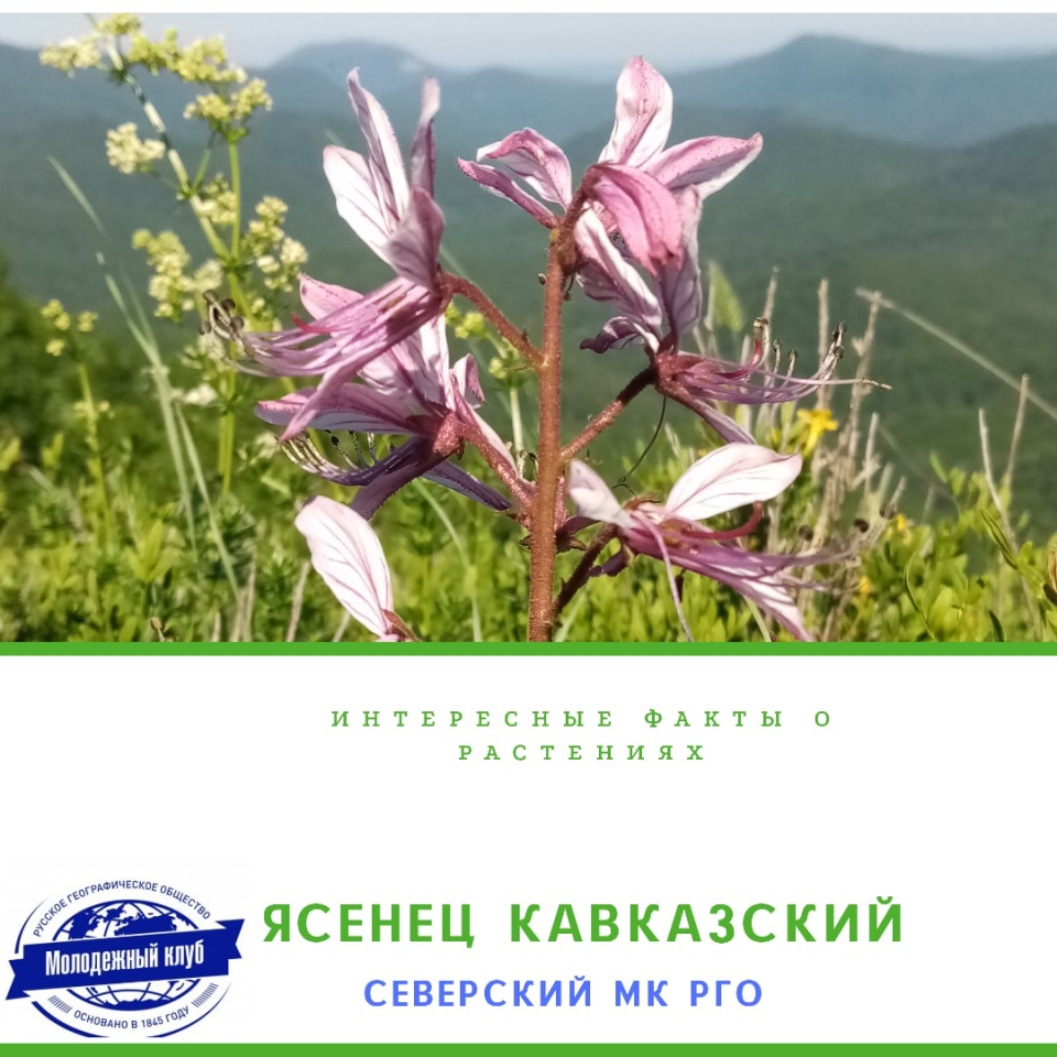 Ясенец Кавказский