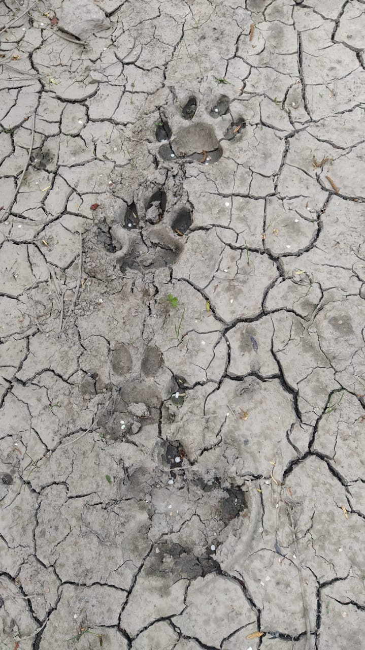 следы Panthera tigris altaica