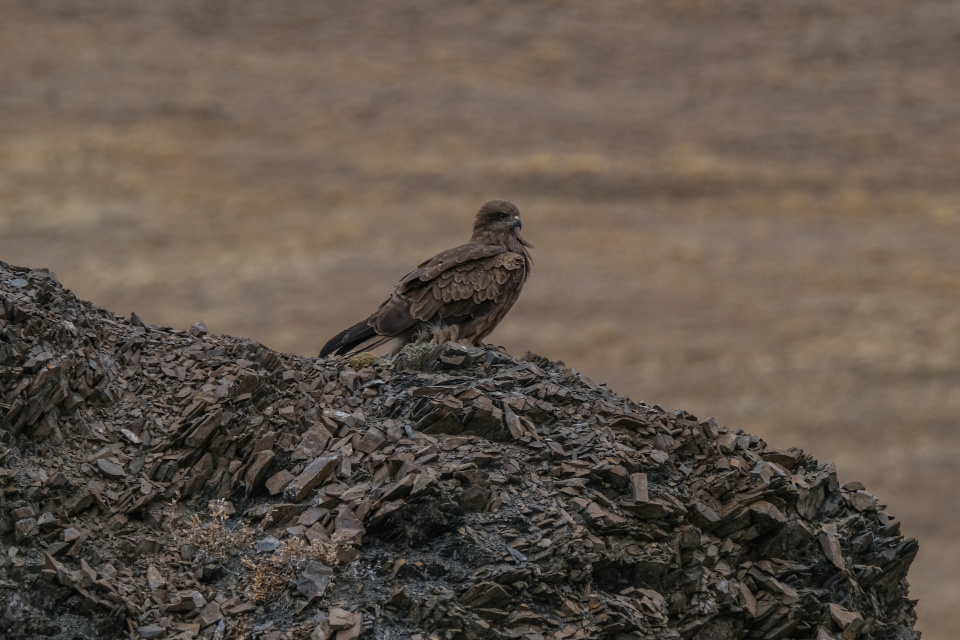 Степной орел